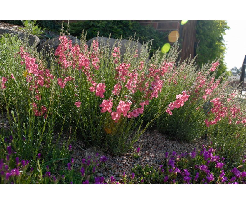 Coral Canyon Twinspur